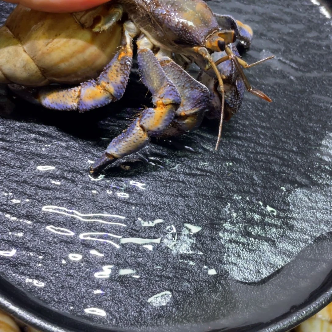 寄居蟹寄居蟹寄居蟹