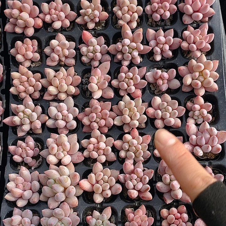 231-232 多肉植物盆栽花卉植物