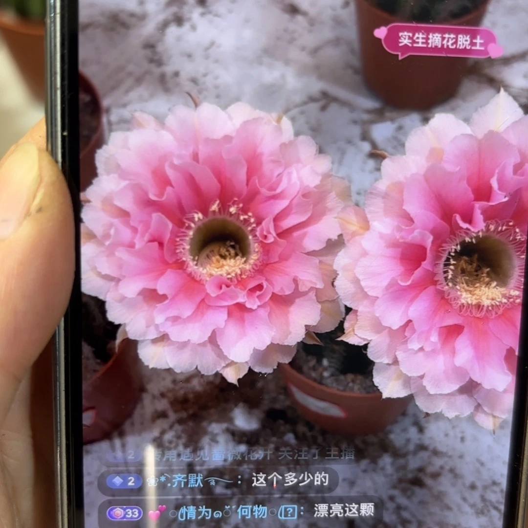 彩草珊瑚3公分侧牙