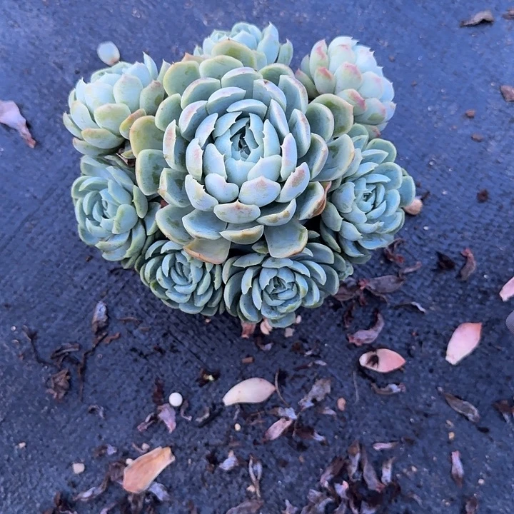 胖大欣多肉手捧贝瑞