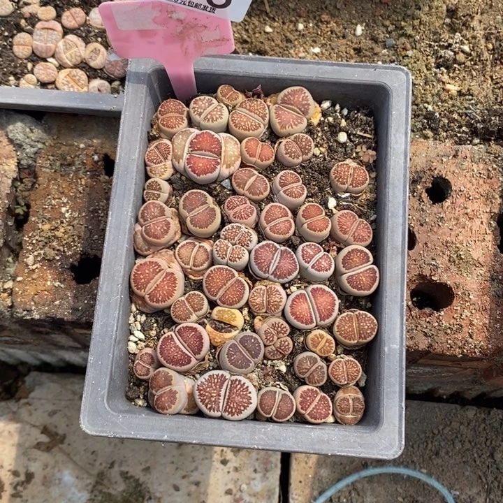 林*生石花等植物296