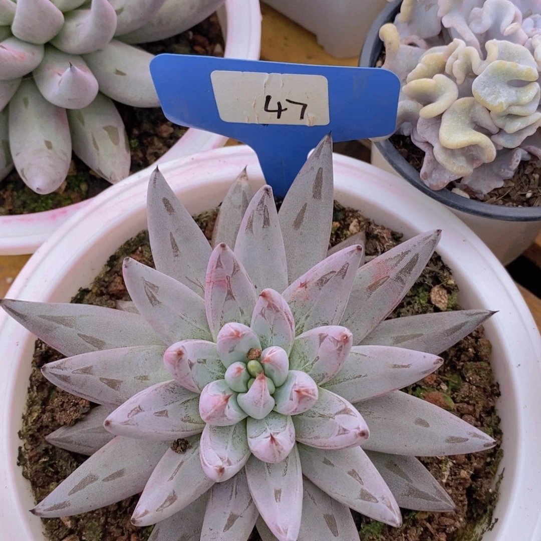 清寄养位置，仅限1.5天，