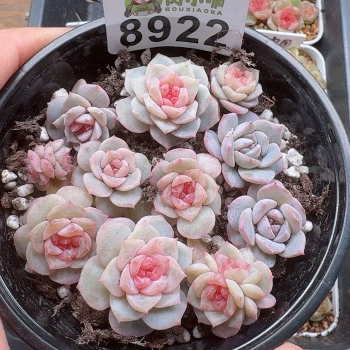 多肉植物多肉植物