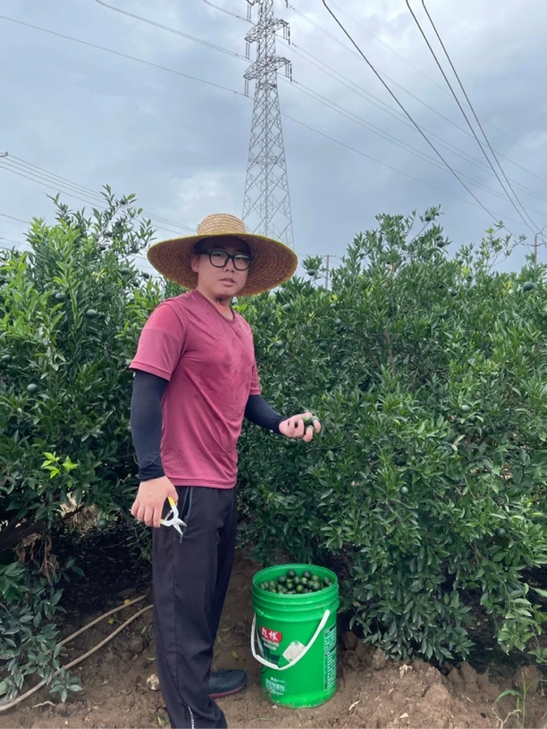 正宗新会陈皮东甲牛比围头采柑宝宝