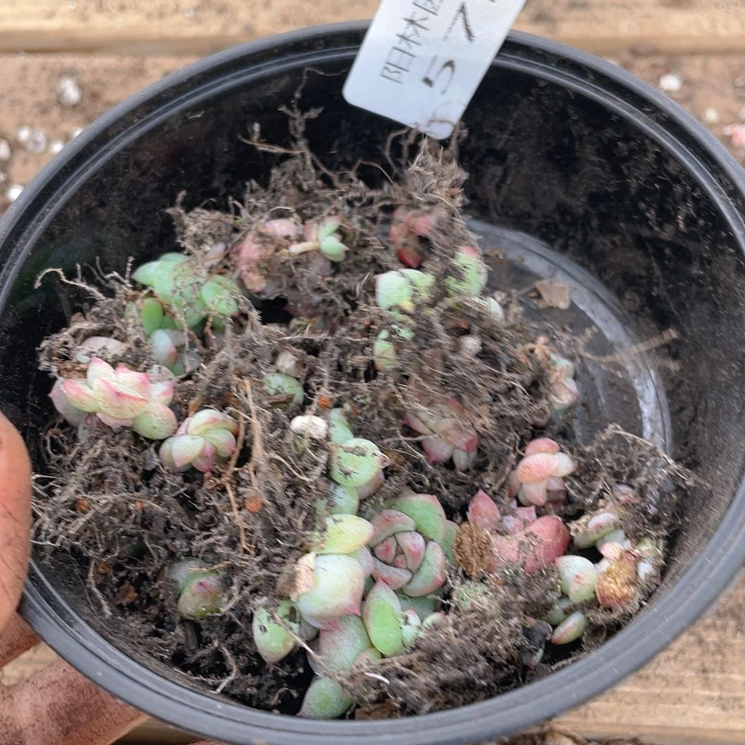 多肉植物多肉植物572