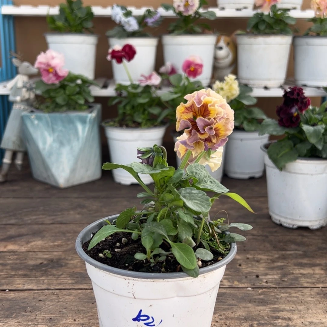 【闪购商品】完全开放043号