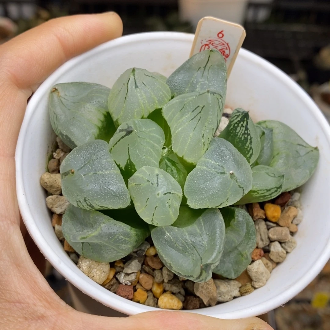 6号虞美人多肉植物