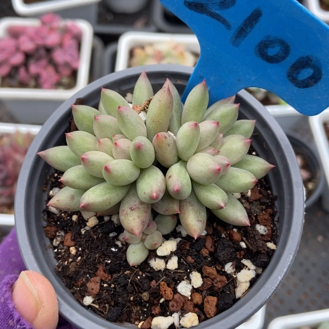 2100岩字多肉植物