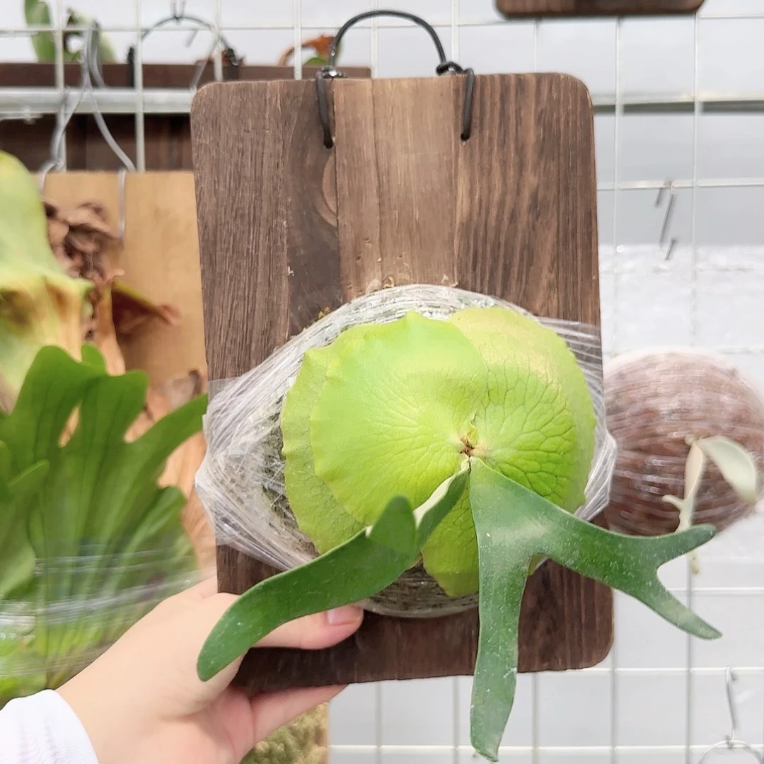 非洲圆盾鹿角蕨碳烤板一物一拍