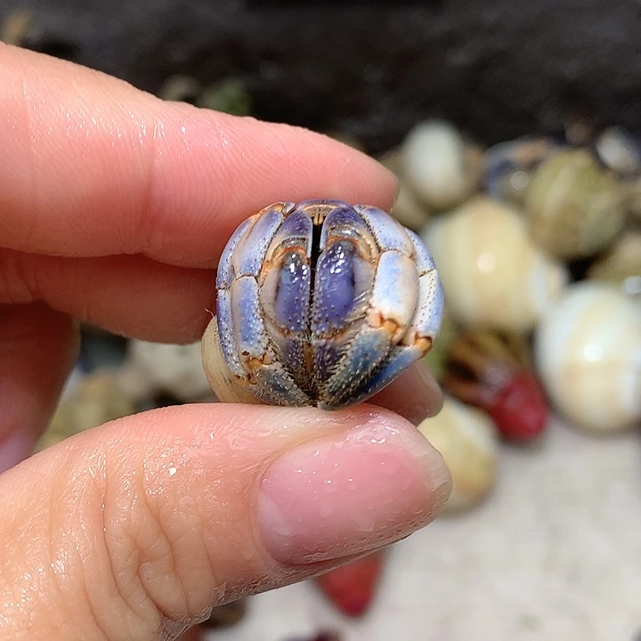 1.8口径奔跑的寄居蟹7号