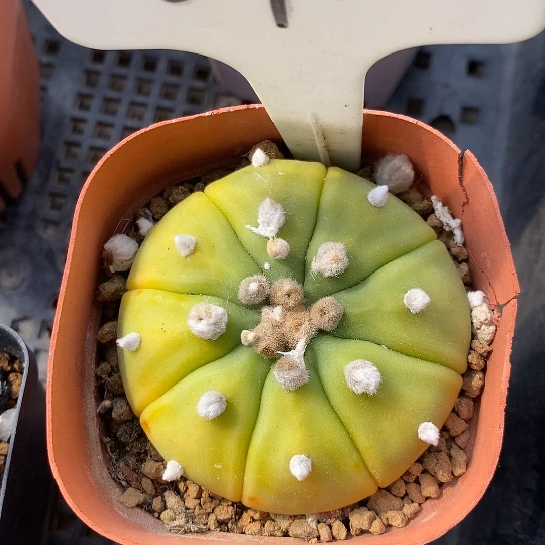 090黄体兜系列福利来
