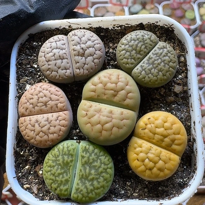 生石花3:：。    60号