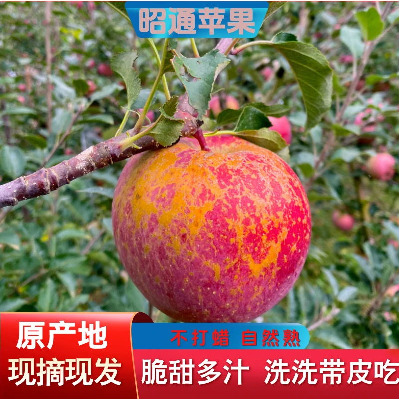 2025云南新鲜昭通冰糖心丑苹果脆甜当季现摘脆甜多汁整箱包邮10斤