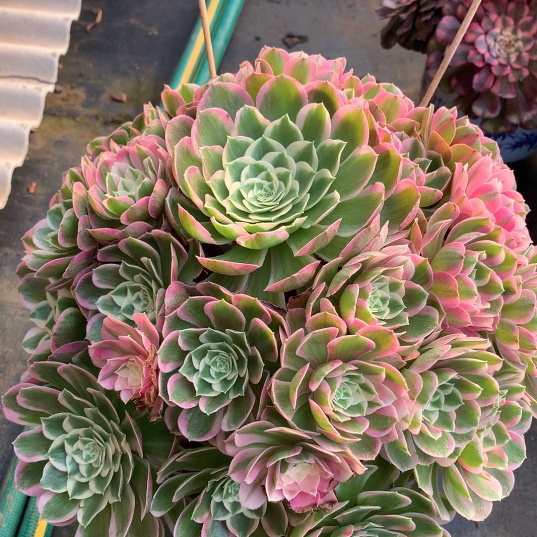 孔雀翎，多肉植物的