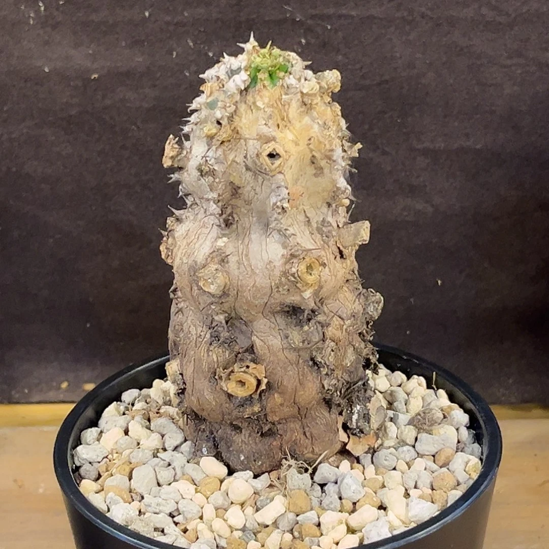 汤圆植物火山大戟