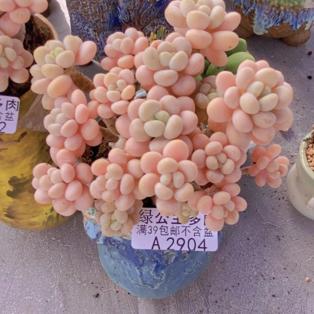 洛可可11cm2904多肉植物