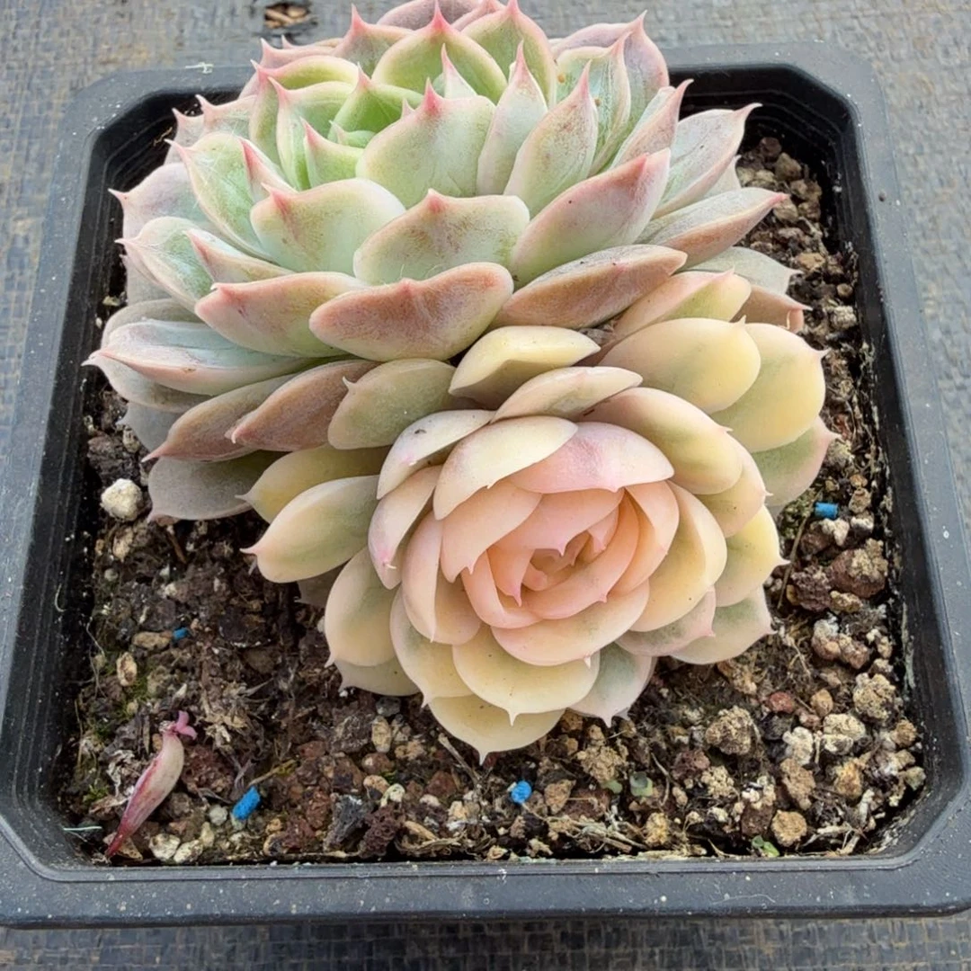 绿体昂锦锦上园艺一物一拍