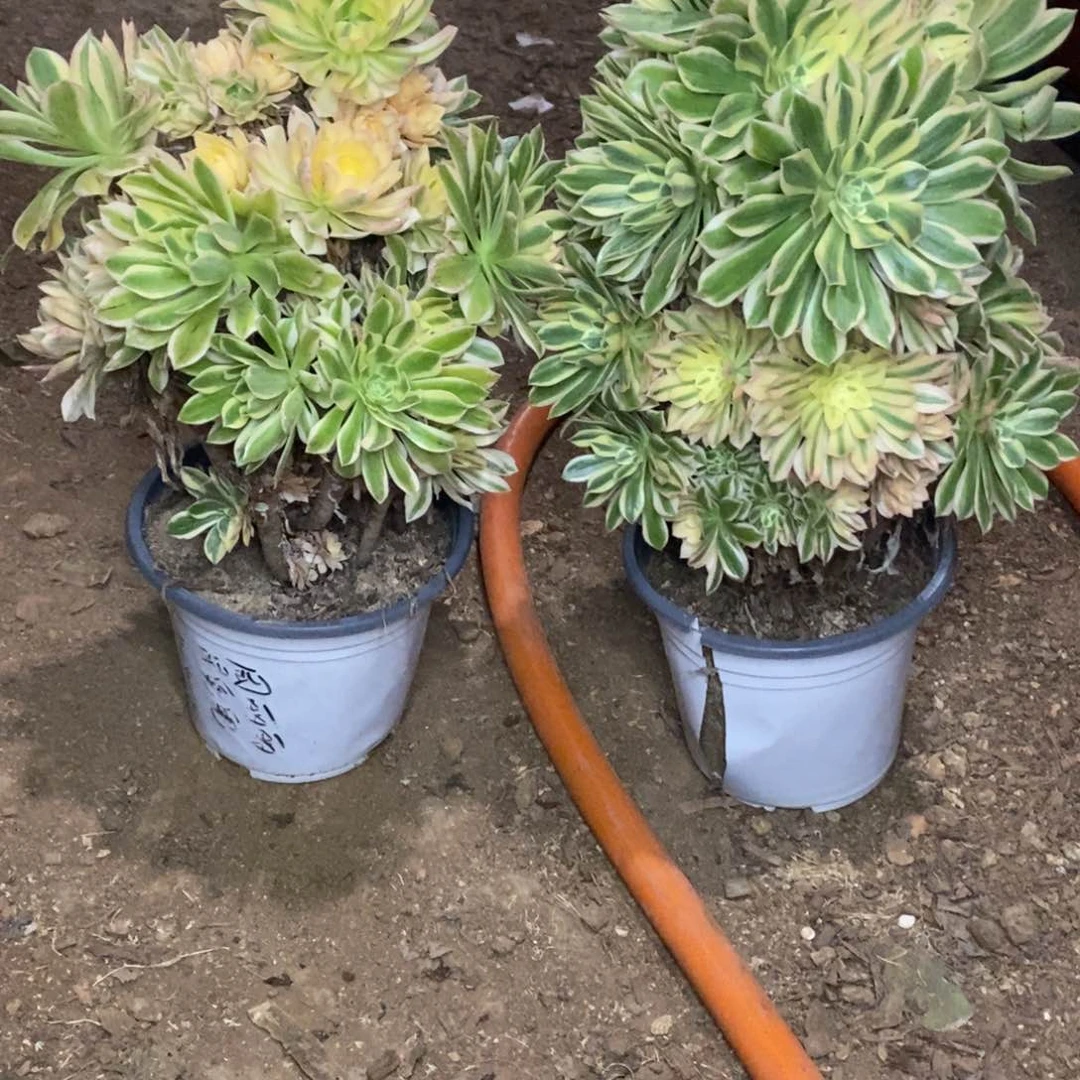 花****天293294艳凝老桩多肉有砍两棵