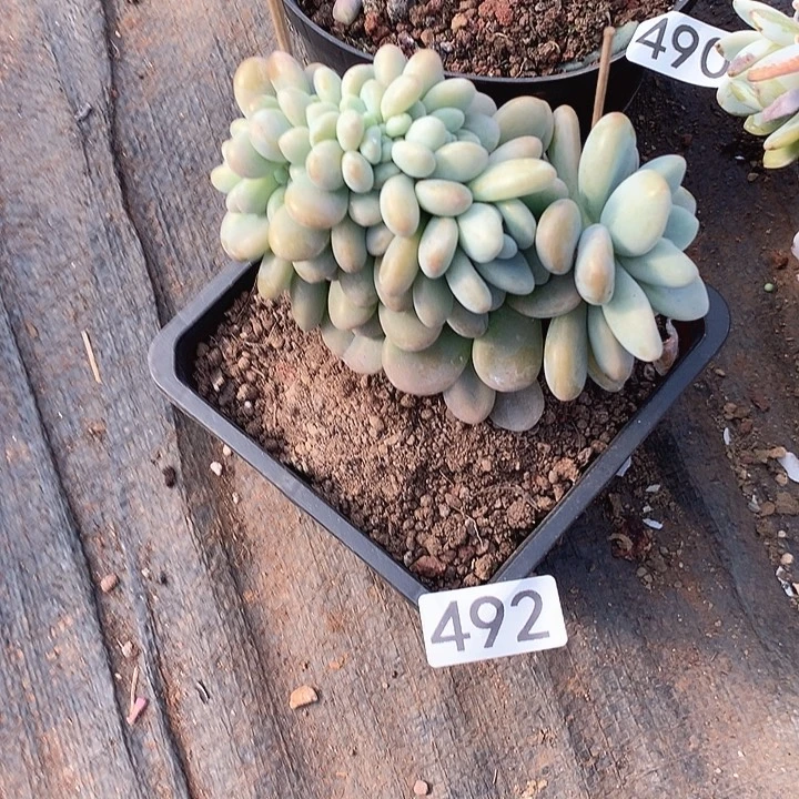 492洛神缀 一物一拍多肉