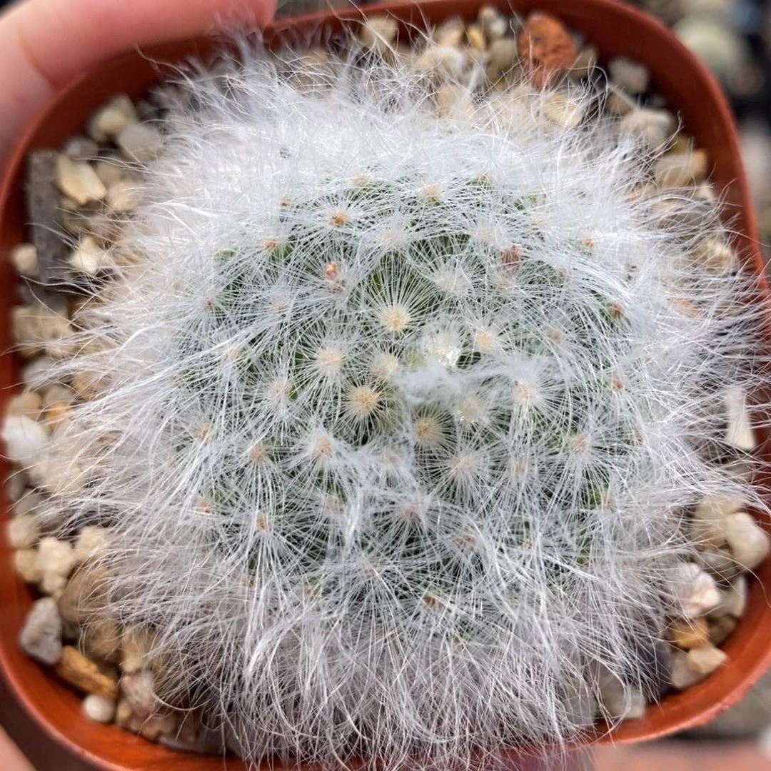 自根无刺丽光殿植播园艺