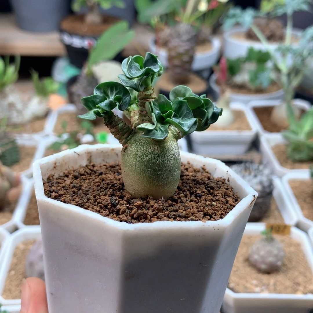 红**客羊角沙漠玫瑰带盆