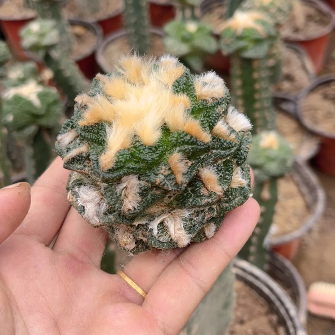 辛顿牡丹三角嫁接家