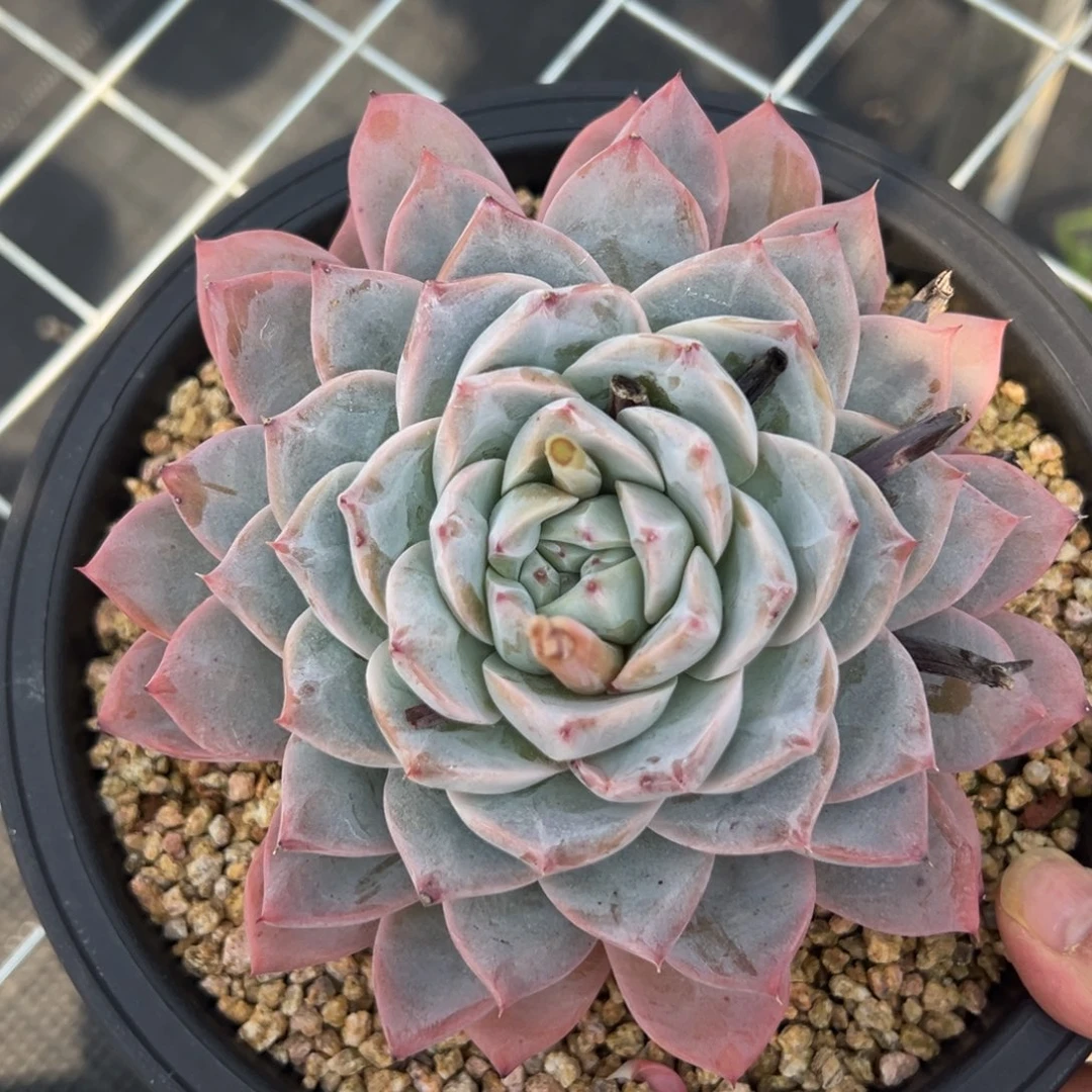 4324肉多么多哦多哦多么多么