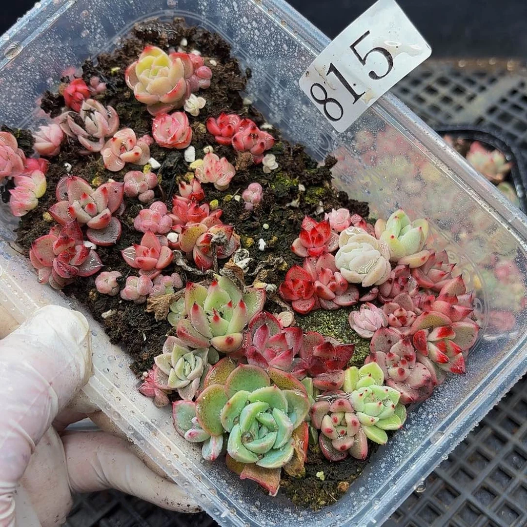 多肉植物多肉植物815