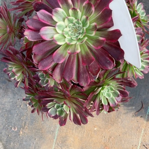 泡*泡多肉植物紫嫣锦。