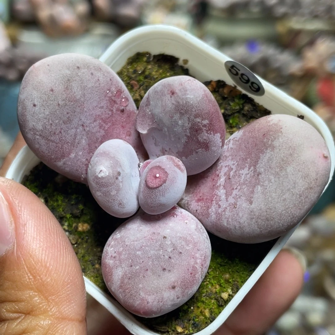 芭比奶酪多肉植物