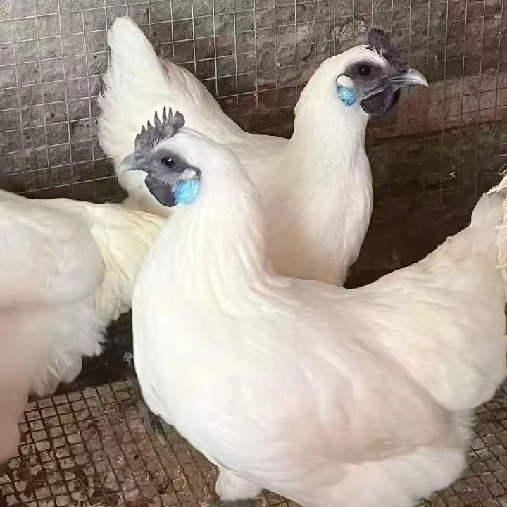 宠物鸡蓝耳江山白活鸡顺丰发货