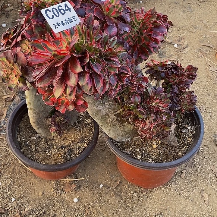 爱***人多肉植物香奈儿缀063。064