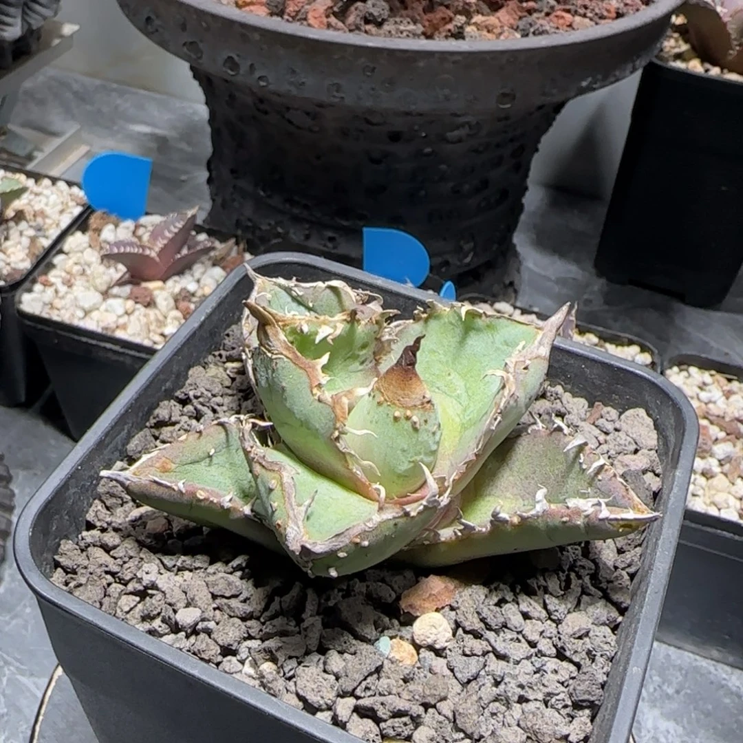 瑕疵油猪仁王冠龙舌兰