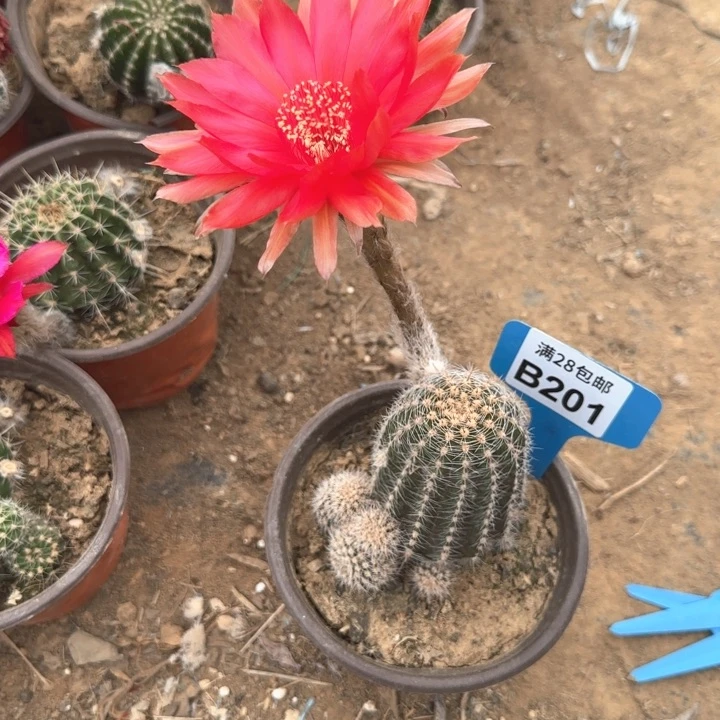 201 仙人球掰花脱土发货