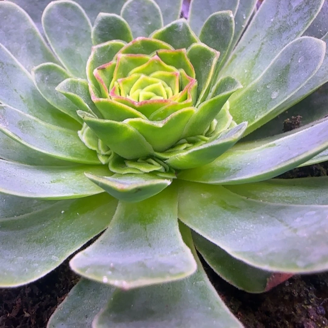7厘米捧花粉红色124242424