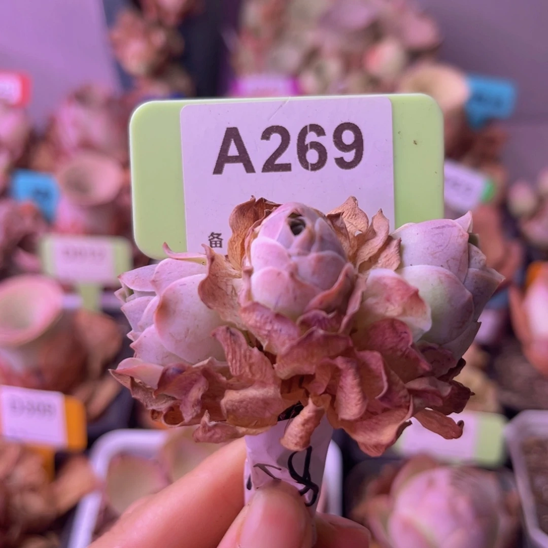 山地玫瑰三头缀A269