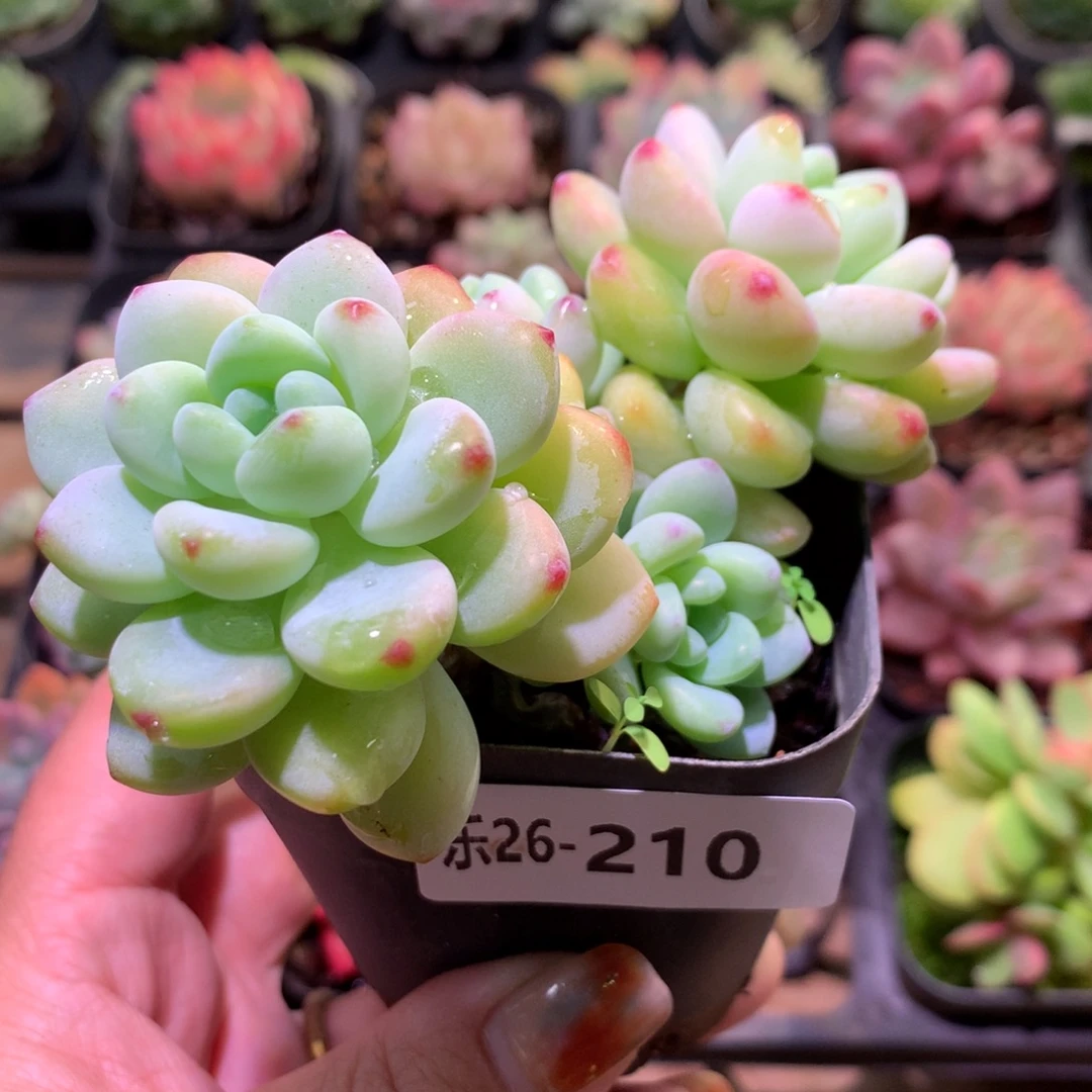 乐然26-210 罗琦群