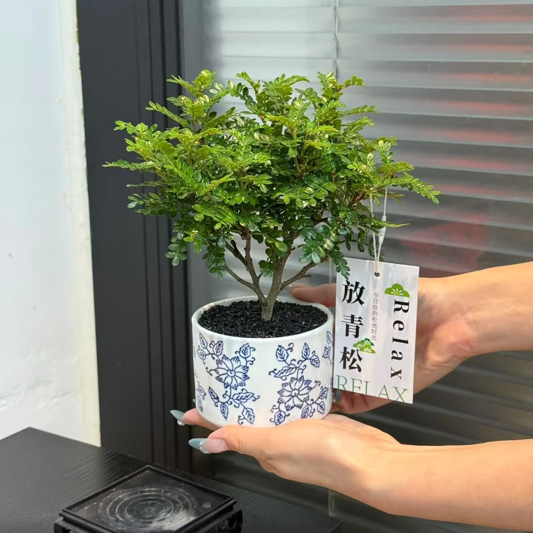 青花瓷胡椒木室内盆栽好养