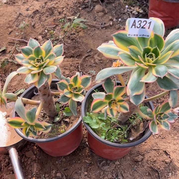 灿烂2颗多肉植物321.