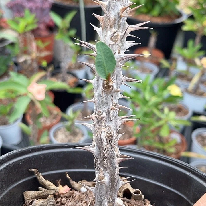 虎刺梅带根-卡罗拉30号