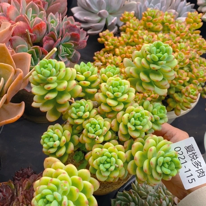 夏悦多肉 0221-115香格里拉