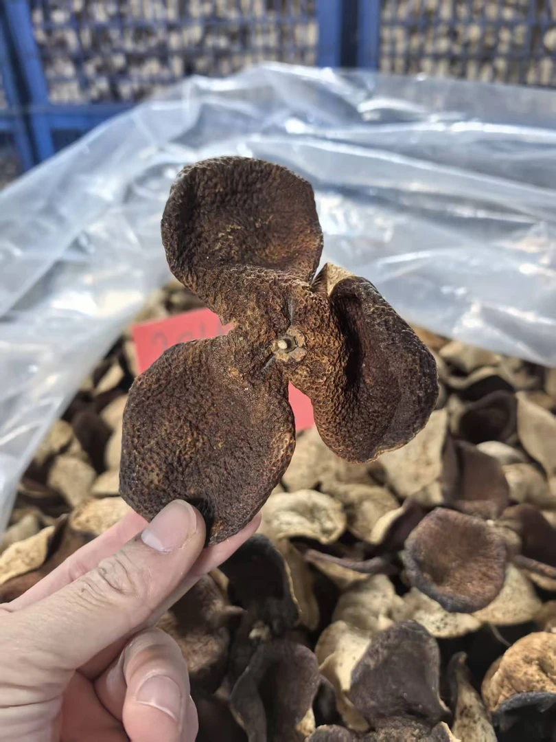 【狗腩皮】2018新会深吕狗腩皮断皮