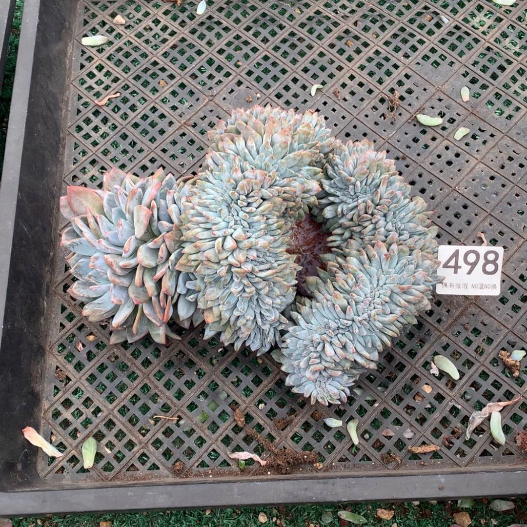 498橙子缀多肉植物