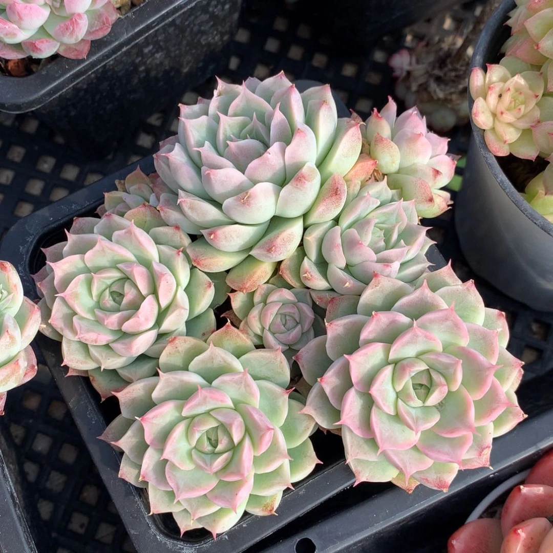 0203-74 女王玫瑰