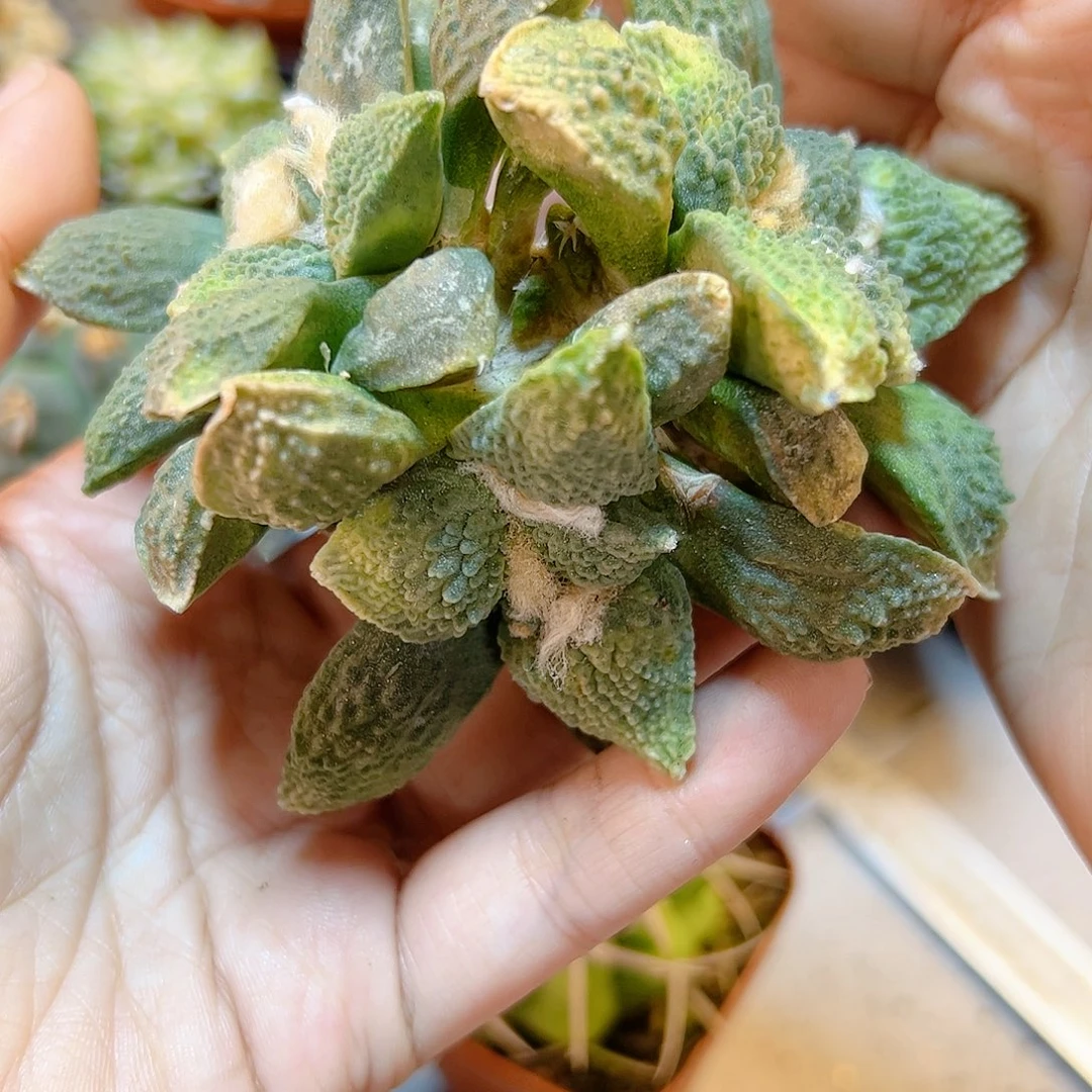 晚52号自根怒涛锦9.5公分