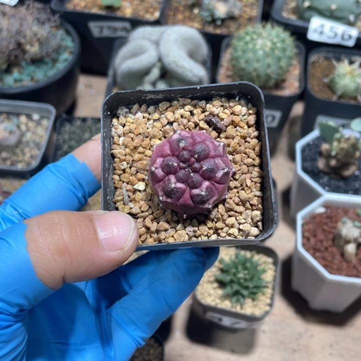 凯*门554紫色无刺梦想