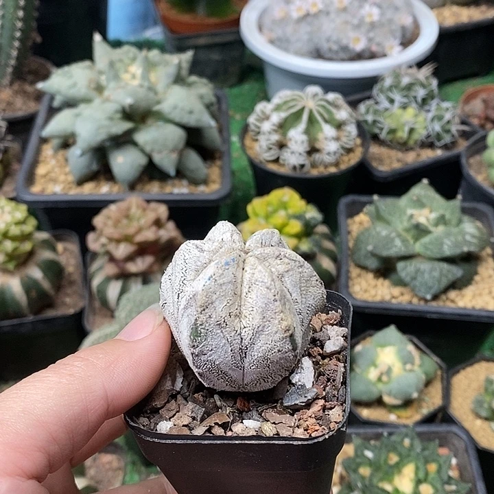 自根恩种带盆4公分