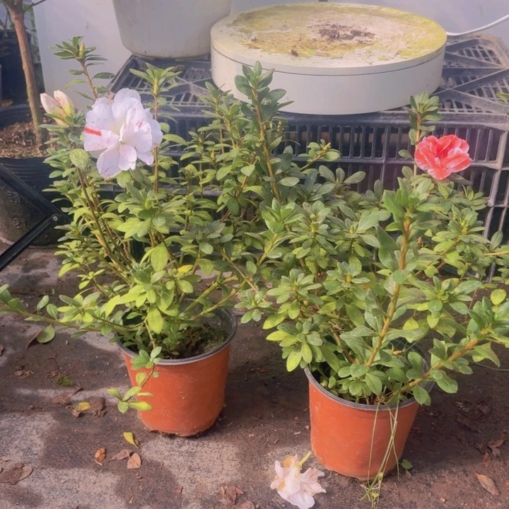 完全开放都之泉杜鹃花