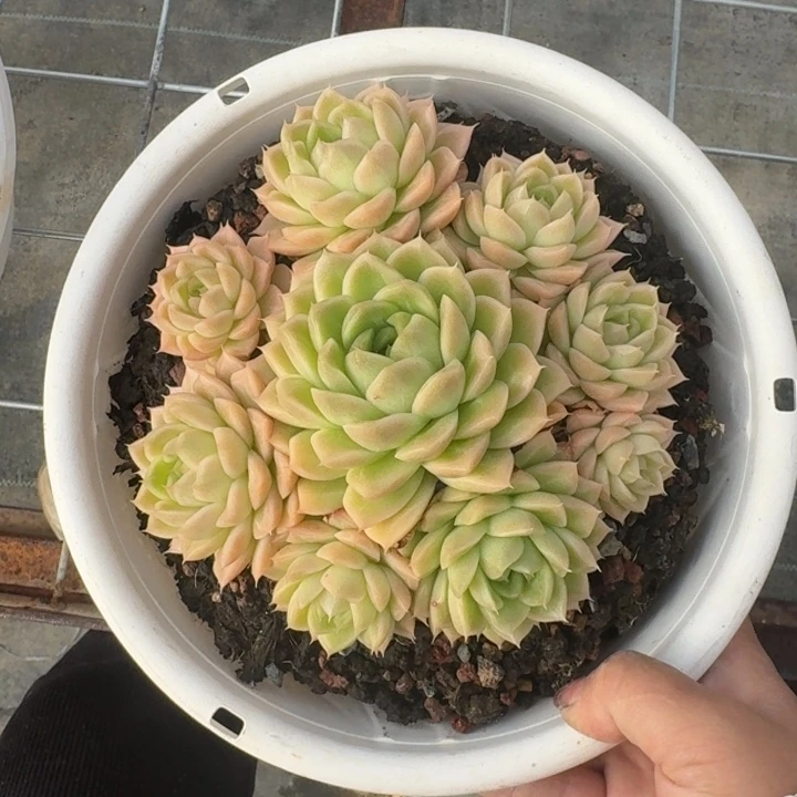 麦秆完美捧花多肉植物