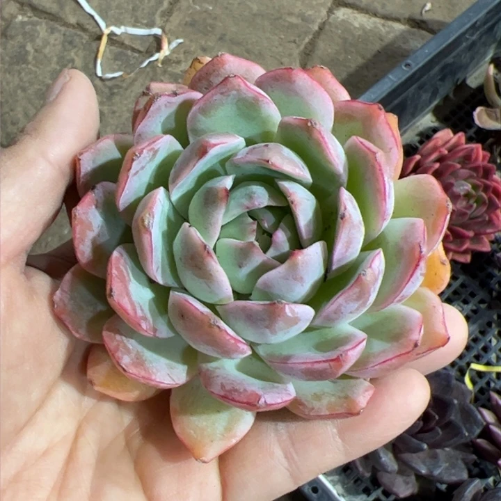 何仙姑多肉植物 裸根